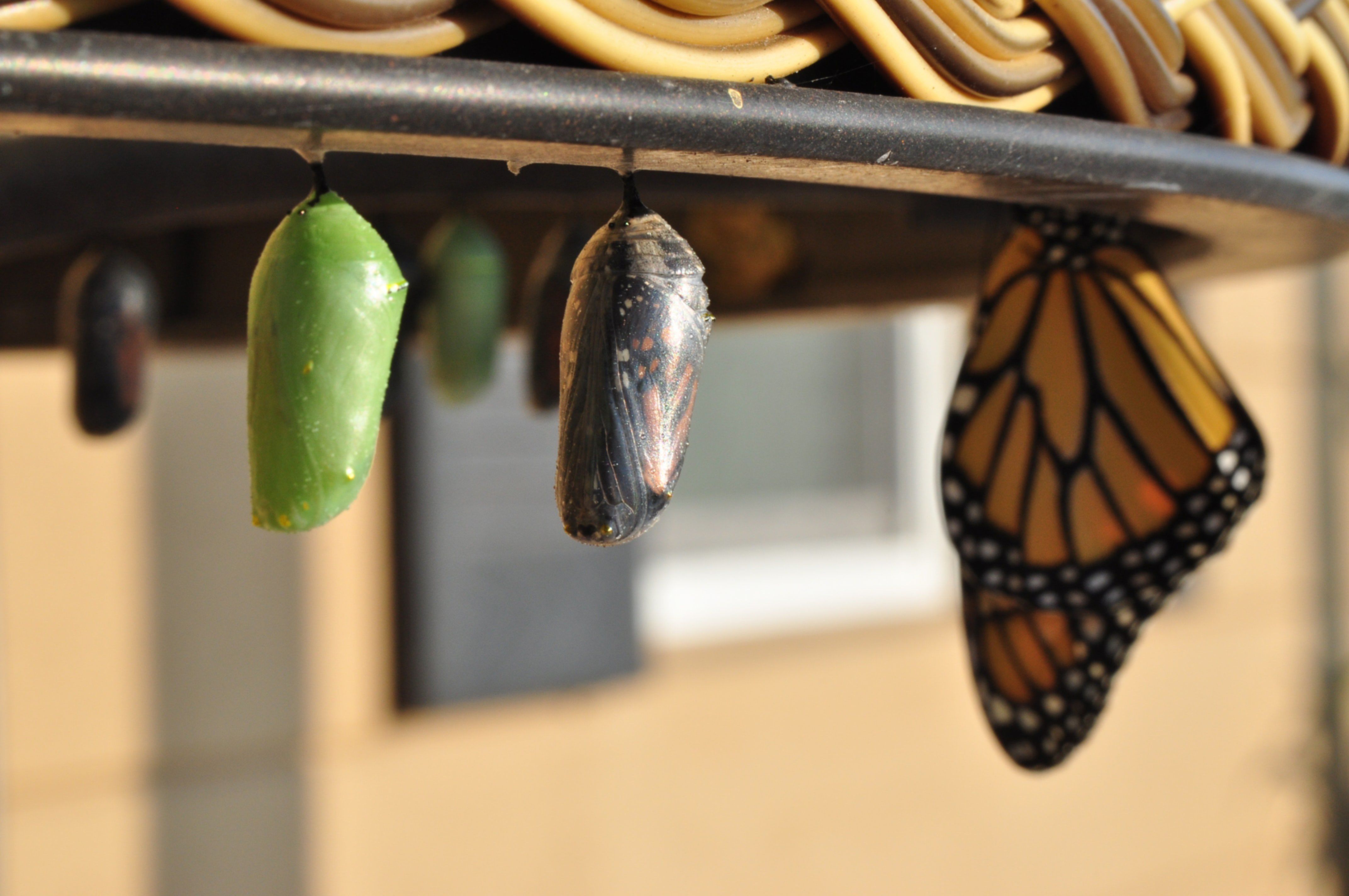 monarch butterfly cocoons